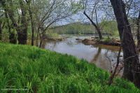 皮埃蒙特/阿巴拉契亞中部銀楓森林 – CEGL 006217 皮埃蒙特/阿巴拉契亞中部銀楓森林 – CEGL 006217