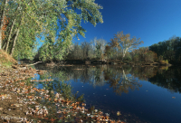 皮埃蒙特/阿巴拉契亞中部銀楓森林 – CEGL 006217 皮埃蒙特/阿巴拉契亞中部銀楓森林 – CEGL 006217