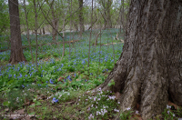 皮埃蒙特/中阿巴拉契亞豐富的洪水平原森林 — CEGL 004073 皮埃蒙特/中阿巴拉契亞豐富的洪水平原森林 — CEGL 004073