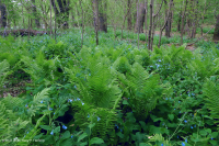 皮埃蒙特/中阿巴拉契亞豐富的洪水平原森林 — CEGL 004073 皮埃蒙特/中阿巴拉契亞豐富的洪水平原森林 — CEGL 004073