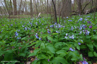 皮埃蒙特/中阿巴拉契亞豐富的洪水平原森林 — CEGL 004073 皮埃蒙特/中阿巴拉契亞豐富的洪水平原森林 — CEGL 004073