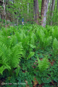 皮埃蒙特/中阿巴拉契亞豐富的洪水平原森林 — CEGL 004073 皮埃蒙特/中阿巴拉契亞豐富的洪水平原森林 — CEGL 004073