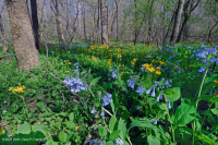 皮埃蒙特/中阿巴拉契亞豐富的洪水平原森林 — CEGL 004073 皮埃蒙特/中阿巴拉契亞豐富的洪水平原森林 — CEGL 004073