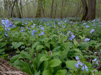 皮埃蒙特/中阿巴拉契亞豐富的洪水平原森林 — CEGL 004073 皮埃蒙特/中阿巴拉契亞豐富的洪水平原森林 — CEGL 004073