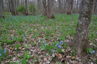 皮埃蒙特/中阿巴拉契亞高露台洪平原森林 — CEGL 006459 皮埃蒙特/中阿巴拉契亞高露台洪平原森林 — CEGL 006459