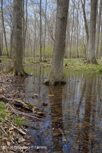 皮埃蒙特/中阿巴拉契亞洪水平原沼澤(針橡木-沼澤白橡木類型)— CEGL 006497 皮埃蒙特/中阿巴拉契亞洪水平原沼澤(針橡木-沼澤白橡木類型)— CEGL 006497