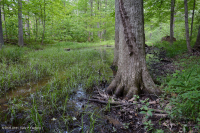 皮埃蒙特/中阿巴拉契亞洪水平原沼澤(針橡木-沼澤白橡木類型)— CEGL 006497 皮埃蒙特/中阿巴拉契亞洪水平原沼澤(針橡木-沼澤白橡木類型)— CEGL 006497