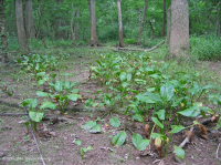 皮埃蒙特/中阿巴拉契亞洪水平原沼澤(針橡木-沼澤白橡木類型)— CEGL 006497 皮埃蒙特/中阿巴拉契亞洪水平原沼澤(針橡木-沼澤白橡木類型)— CEGL 006497
