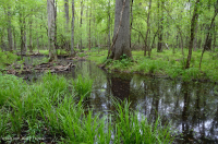 皮埃蒙特/中阿巴拉契亞洪水平原沼澤(針橡木-沼澤白橡木類型)— CEGL 006497 皮埃蒙特/中阿巴拉契亞洪水平原沼澤(針橡木-沼澤白橡木類型)— CEGL 006497