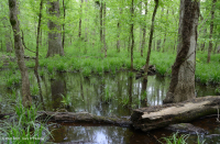 皮埃蒙特/中阿巴拉契亞洪水平原沼澤(針橡木-沼澤白橡木類型)— CEGL 006497 皮埃蒙特/中阿巴拉契亞洪水平原沼澤(針橡木-沼澤白橡木類型)— CEGL 006497