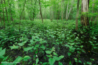 皮埃蒙特/中阿巴拉契亞洪水平原沼澤(銀楓-綠灰型)— CEGL 006548 皮埃蒙特/中阿巴拉契亞洪水平原沼澤(銀楓-綠灰型)— CEGL 006548