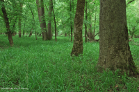 北皮埃蒙特小溪洪平原森林 — CEGL 006492 北皮埃蒙特小溪洪平原森林 — CEGL 006492
