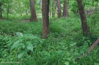 北皮埃蒙特小溪洪平原森林 — CEGL 006492 北皮埃蒙特小溪洪平原森林 — CEGL 006492