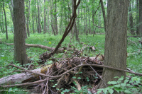 北皮埃蒙特小溪洪平原森林 — CEGL 006492 北皮埃蒙特小溪洪平原森林 — CEGL 006492