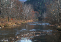 中阿巴拉奇山脈浮森林(黃松樹-白松型)— CEGL 008405 中阿巴拉奇山脈浮森林(黃松樹-白松型)— CEGL 008405