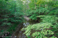 中阿巴拉奇山脈浮森林(黃松樹-白松型)— CEGL 008405 中阿巴拉奇山脈浮森林(黃松樹-白松型)— CEGL 008405