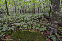 中阿巴拉奇山脈浮森林(黃松樹-白松型)— CEGL 008405 中阿巴拉奇山脈浮森林(黃松樹-白松型)— CEGL 008405