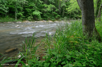皮埃蒙特山小溪流浮森林(未分類) 皮埃蒙特山小溪流浮森林(未分類)
