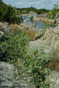 皮埃蒙特/中阿巴拉契亞河濱長草原 — CEGL 006478 皮埃蒙特/中阿巴拉契亞河濱長草原 — CEGL 006478