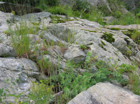 皮埃蒙特/中阿巴拉契亞河濱長草原 — CEGL 006478 皮埃蒙特/中阿巴拉契亞河濱長草原 — CEGL 006478