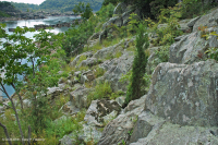 皮埃蒙特/中阿巴拉契亞河濱長草原 — CEGL 006478 皮埃蒙特/中阿巴拉契亞河濱長草原 — CEGL 006478