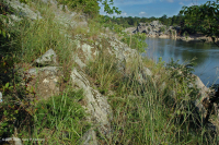 皮埃蒙特/中阿巴拉契亞河濱長草原 — CEGL 006478 皮埃蒙特/中阿巴拉契亞河濱長草原 — CEGL 006478