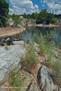 皮埃蒙特/中阿巴拉契亞河濱長草原 — CEGL 006478 皮埃蒙特/中阿巴拉契亞河濱長草原 — CEGL 006478