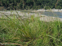 皮埃蒙特/中阿巴拉契亞河濱長草原 — CEGL 006478 皮埃蒙特/中阿巴拉契亞河濱長草原 — CEGL 006478