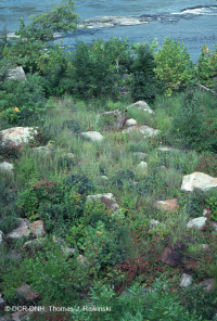 皮埃蒙特/中阿巴拉契亞基岩洪平原草原 — CEGL 6283 皮埃蒙特/中阿巴拉契亞基岩洪平原草原 — CEGL 6283