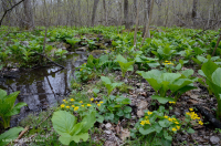 中阿巴拉契亞基本滲漏沼澤 — CEGL 008416 中阿巴拉契亞基本滲漏沼澤 — CEGL 008416