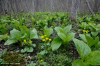 中阿巴拉契亞基本滲漏沼澤 — CEGL 008416 中阿巴拉契亞基本滲漏沼澤 — CEGL 008416