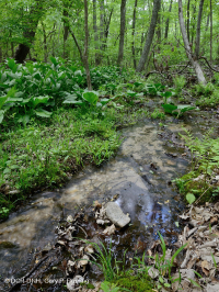 中阿巴拉契亞基本滲漏沼澤 — CEGL 008416 中阿巴拉契亞基本滲漏沼澤 — CEGL 008416