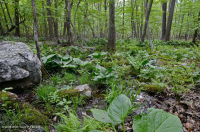 中阿巴拉契亞基本滲漏沼澤 — CEGL 008416 中阿巴拉契亞基本滲漏沼澤 — CEGL 008416