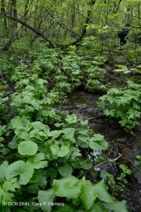 中阿巴拉契亞基本滲漏沼澤 — CEGL 008416 中阿巴拉契亞基本滲漏沼澤 — CEGL 008416