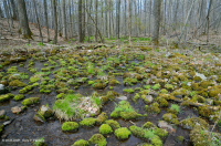 中阿巴拉契亞州低高度酸性滲漏沼澤 — CEGL 007853 中阿巴拉契亞州低高度酸性滲漏沼澤 — CEGL 007853