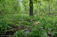 中阿巴拉契亞州低高度酸性滲漏沼澤 — CEGL 007853 中阿巴拉契亞州低高度酸性滲漏沼澤 — CEGL 007853