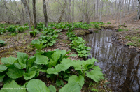 中阿巴拉契亞州低高度酸性滲漏沼澤 — CEGL 007853 中阿巴拉契亞州低高度酸性滲漏沼澤 — CEGL 007853
