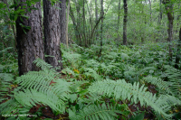 中阿巴拉契亞省低海酸滲漏沼澤-CEGL 007853 中阿巴拉契亞省低海酸滲漏沼澤-CEGL 007853