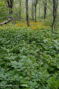 中阿巴拉契亞省高海拔滲漏沼澤(黃樺木類型)-CEGL 008533 中阿巴拉契亞省高海拔滲漏沼澤(黃樺木類型)-CEGL 008533