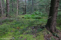 中阿巴拉契亞省高海拔滲漏沼澤(紅雲杉類型)— CEGL 006556 中阿巴拉契亞省高海拔滲漏沼澤(紅雲杉類型)— CEGL 006556