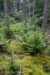 阿巴拉契亞南部高海拔滲漏沼澤 — CEGL 006277 阿巴拉契亞南部高海拔滲漏沼澤 — CEGL 006277