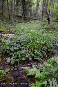 高阿利根尼森林塞普 — CEGL 006597 高阿利根尼森林塞普 — CEGL 006597