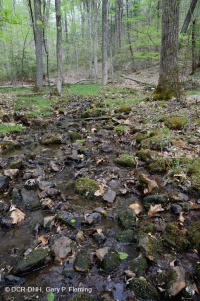 中阿巴拉契亞森林海峽 — CEGL 006258 中阿巴拉契亞森林海峽 — CEGL 006258