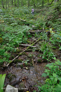 南阿巴拉契亞高海拔滲透 (珠寶草-紅色蜂草類型)-CEGL 004293 南阿巴拉契亞高海拔滲透 (珠寶草-紅色蜂草類型)-CEGL 004293