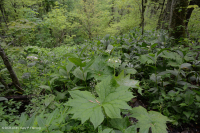 南阿巴拉契亞高海拔滲透 (珠寶草-紅色蜂草類型)-CEGL 004293 南阿巴拉契亞高海拔滲透 (珠寶草-紅色蜂草類型)-CEGL 004293