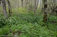 南阿巴拉契亞高海拔滲透 (珠寶草-紅色蜂草類型)-CEGL 004293 南阿巴拉契亞高海拔滲透 (珠寶草-紅色蜂草類型)-CEGL 004293