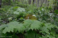 南阿巴拉契亞高海拔滲透 (珠寶草-紅色蜂草類型)-CEGL 004293 南阿巴拉契亞高海拔滲透 (珠寶草-紅色蜂草類型)-CEGL 004293
