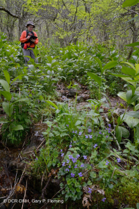 南阿巴拉契亞高海拔滲透 (珠寶草-紅色蜂草類型)-CEGL 004293 南阿巴拉契亞高海拔滲透 (珠寶草-紅色蜂草類型)-CEGL 004293