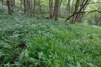 南阿巴拉契亞高海拔滲透 (珠寶草-紅色蜂草類型)-CEGL 004293 南阿巴拉契亞高海拔滲透 (珠寶草-紅色蜂草類型)-CEGL 004293