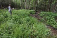 南阿巴拉契亞高海拔滲透 (珠寶草-紅色蜂草類型)-CEGL 004293 南阿巴拉契亞高海拔滲透 (珠寶草-紅色蜂草類型)-CEGL 004293